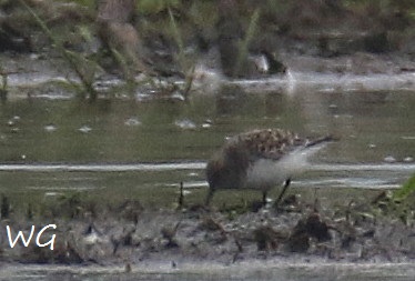 03 Sanderling Biotoperweitrung 25.05.2016 288