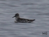 02 Thorshue hnchen Biotoperweitrung 25.05.2016 110