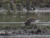 03 Sanderling Biotoperweitrung 25.05.2016 288