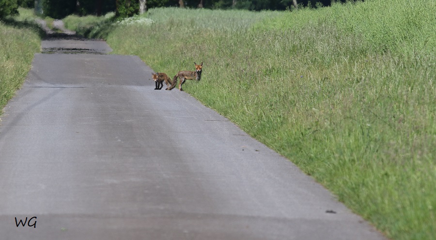 01 Fuchs Rehburg 31.05.2016