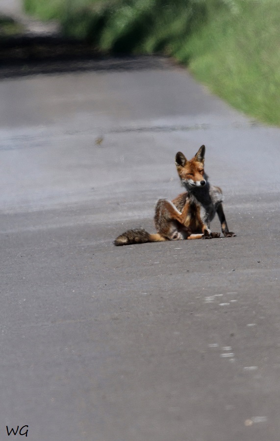 02 Fuchs Rehburg 31.05.2016