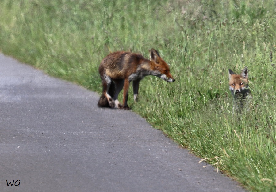 03 Fuchs Rehburg 31.05.2016