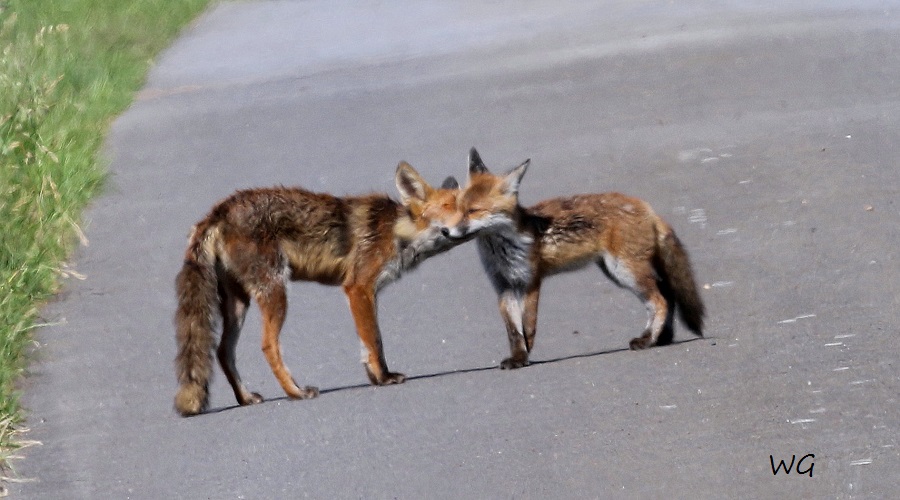 04 Fuchs Rehburg 31.05.2016