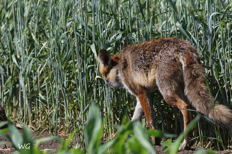 05 Fuchs Rehburg 31.05.2016