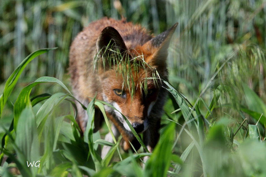 06 Fuchs Rehburg 31.05.2016
