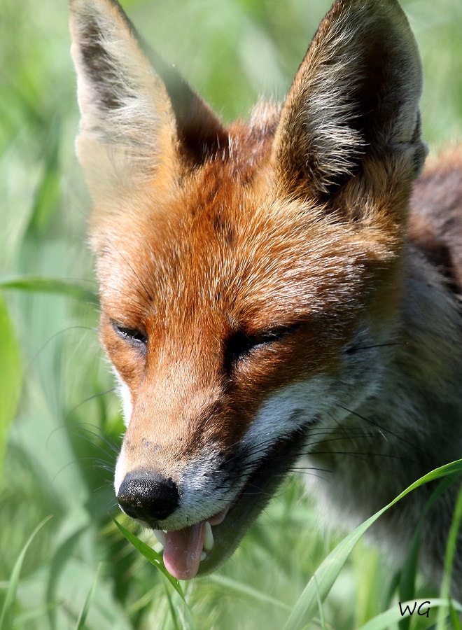 07 Fuchs Rehburg 31.05.2016