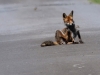02 Fuchs Rehburg 31.05.2016