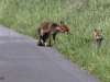 03 Fuchs Rehburg 31.05.2016