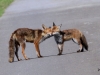 04 Fuchs Rehburg 31.05.2016