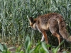 05 Fuchs Rehburg 31.05.2016