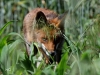 06 Fuchs Rehburg 31.05.2016