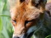 07 Fuchs Rehburg 31.05.2016
