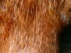 08 Fuchs Rehburg 31.05.2016