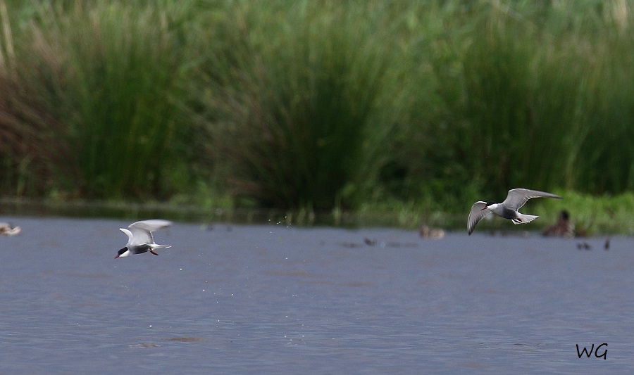 01 Weißbartseeschwalbe Biotoperweiterung 01.06.2016 134