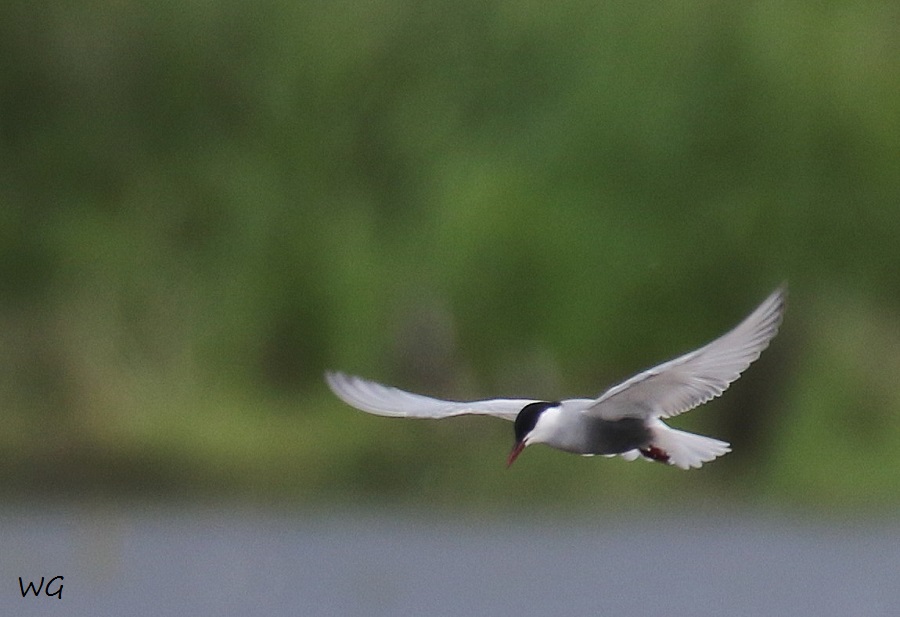 02 Weißbartseeschwalbe Biotoperweiterung 01.06.2016 173
