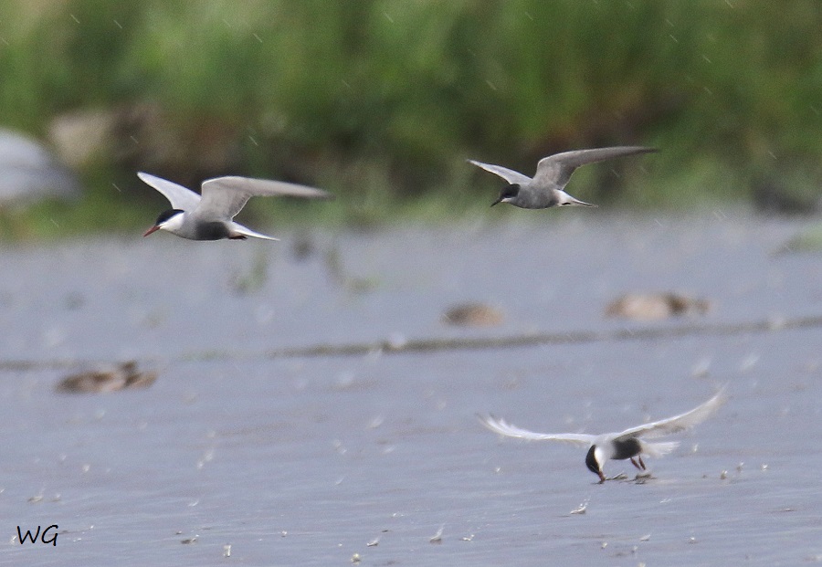 04 Weißbartseeschwalbe Biotoperweiterung 01.06.2016 209