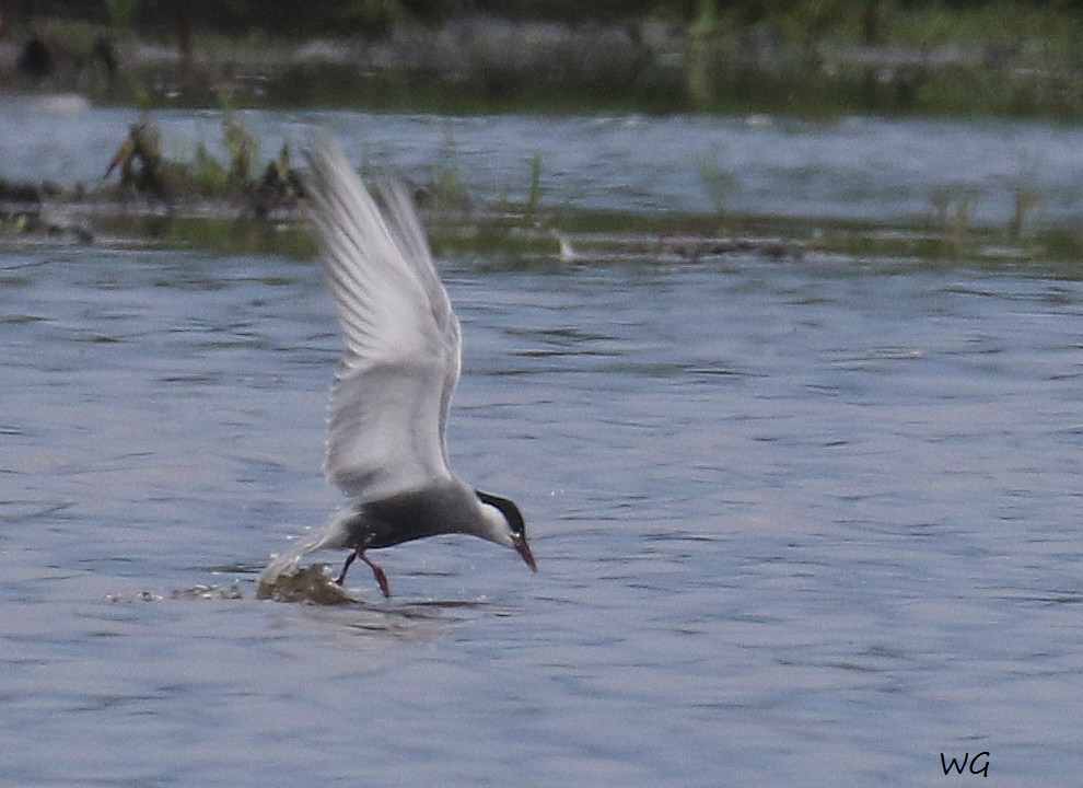 05 Weißbartseeschwalbe Biotoperweiterung 01.06.2016 319
