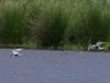 01 Weißbartseeschwalbe Biotoperweiterung 01.06.2016 134