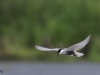 02 Weißbartseeschwalbe Biotoperweiterung 01.06.2016 173