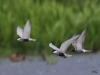 03 Weißbartseeschwalbe Biotoperweiterung 01.06.2016 218