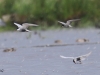 04 Weißbartseeschwalbe Biotoperweiterung 01.06.2016 209