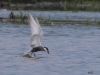 05 Weißbartseeschwalbe Biotoperweiterung 01.06.2016 319