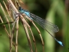 01 Große Pechlibelle Ischnura elegans  Rd ums St.Meer 11.06.2016