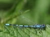 03 Becher-Azurjungfer (Enallagme cyathigerum)  Rd ums St.Meer 11.06.2016