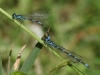 04 Azurjungfer sp Rd ums St.Meer 11.06.2016 285