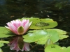 06 Seerose mit Frosch Rund ums St.M. 11.06.2016 029