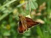 07 Rostfarbiger Dickkopffalter(Ochlodes sylvanus)  Rd ums St.Meer 11.06.2016
