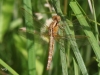 08 Feuerlibelle(w) Crocothemis erythraea Rd ums St.Meer 11.06.2016