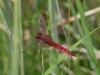09 Feuerlibelle(m) Crocothemis erythraea Rd ums St.Meer 11.06.2016