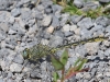 10 Westliche Keiljungfer Gomphus pulchellus Rund ums St.M. 11.06.2016