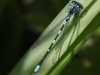 12 Fledermaus-Azurjungfer Coenagrion pulchellum  Rd ums St.Meer 11.06.2016 (2)
