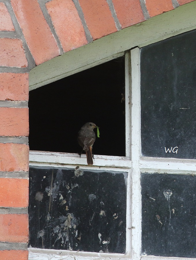 04 Hausrotschwanz mit Raupe Winzlar 29.06.2016