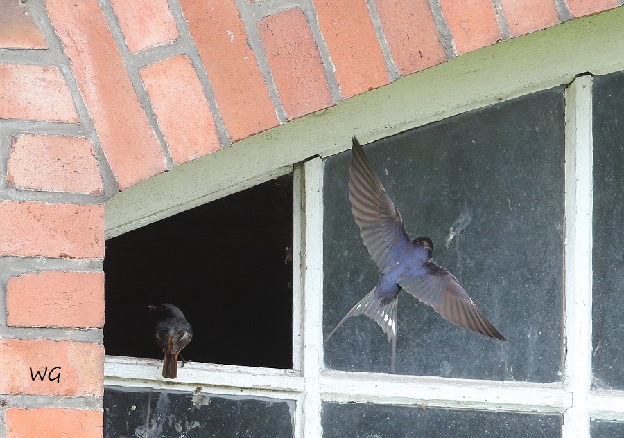 05 Hausrotschwanz + Rauchschwalbe Winzlar 29.06.2016