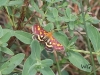 05 Schmetterling  Neumoor 22.07.2016