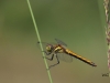 06 Schwarze Heidelibelle(w) Neumoor 22.07.2016