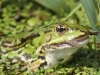 oessm 093.27.07.2016 Froschkoenig