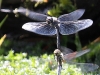 04 Schwarze Heidelibelle Neumoor 16.08.2016
