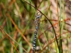 05 Herbst-Mosaikjungfer Neumoor 16.08.2016