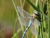 06 Koenigslibelle (m)Neumoor 16.08.2016 207