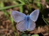 07 Heuhechelblaeuling Neumoor 16.08.2016
