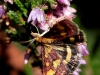 08 Purpurroter Zuensler Neumoor 16.08.2016