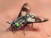 01 Goldaugenbremse Chrysops relictus Neumoor 17.08.2016