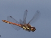 04 Gemeine Heidelibelle Neumoor 17.08.2016 151