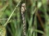 05 Blaugrüne Mosaikjungfer(w) Neumoor 17.08.2016