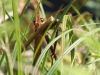 01 Braune Mosaikjungfer Hag.Kanal 18.08.2016