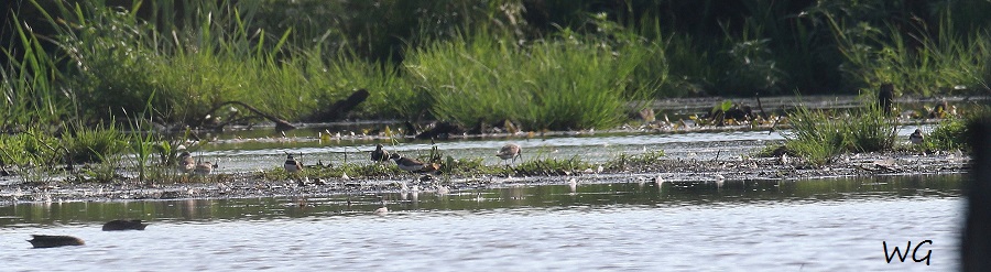01 Steinwaelzer, Sandregenpfeifer Biotoperweiterung 28.08.2016 Limis 101